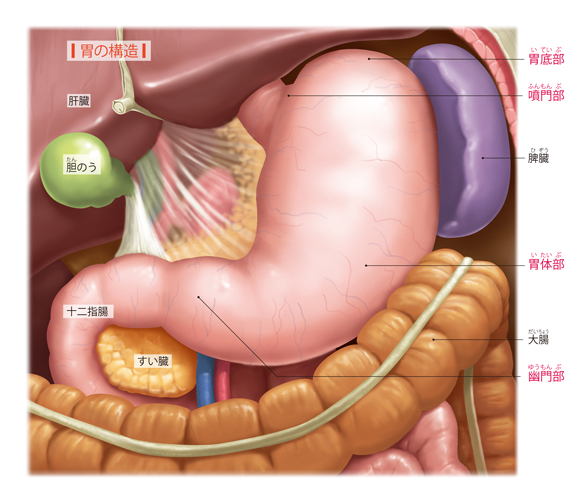 図解-胃の構造