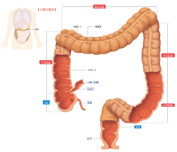 図解-大腸の構造