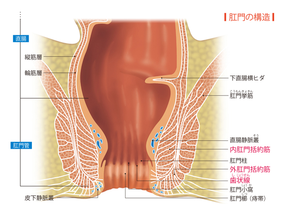図解-肛門の構造