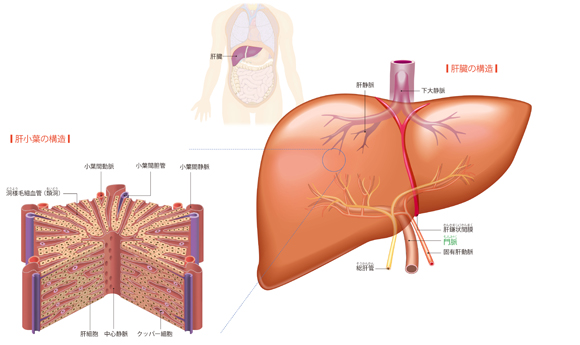 図解-肝臓の構造