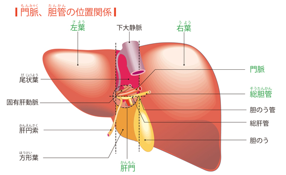 図解-門脈-胆管の位置関係