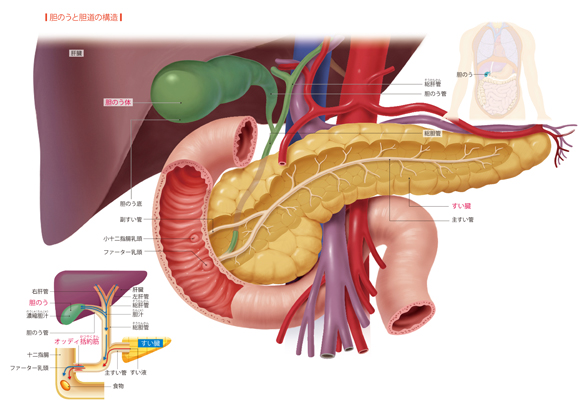 図解-胆のうと胆道の構造