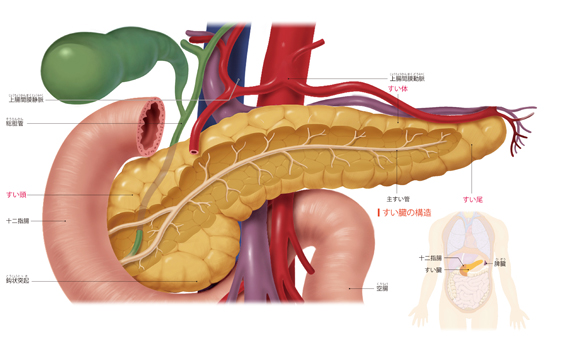 図解-すい臓の構造
