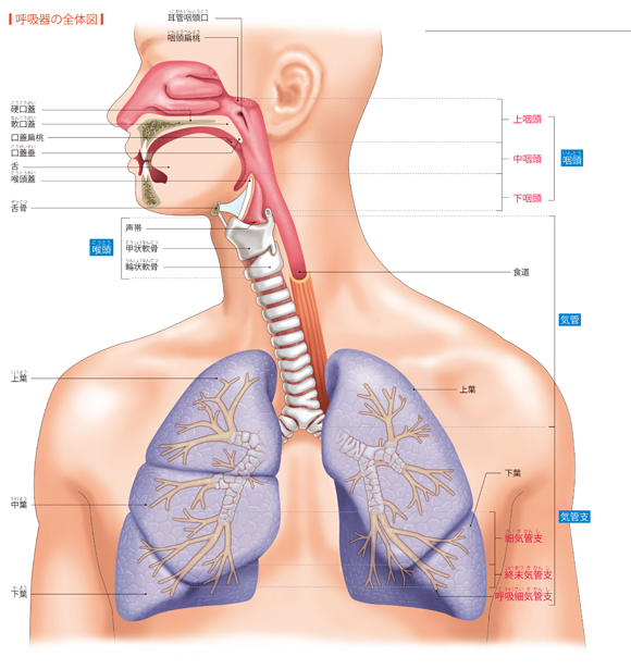 図解-呼吸器の全体図