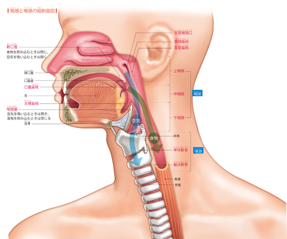 図解-咽頭と喉頭の縦断面図
