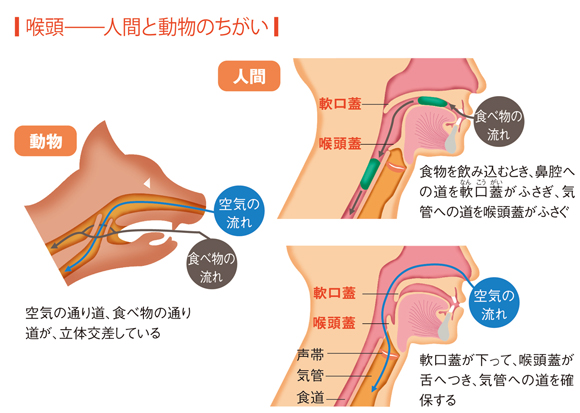 咽頭・喉頭の3つのはたらき