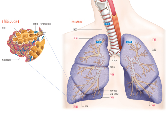 図解-肺の構造