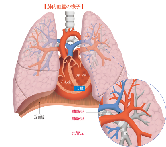 図解-肺内血管の様子