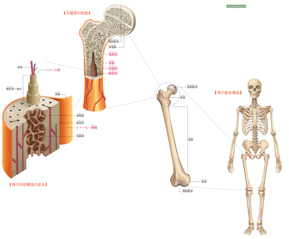 図解-骨の構造
