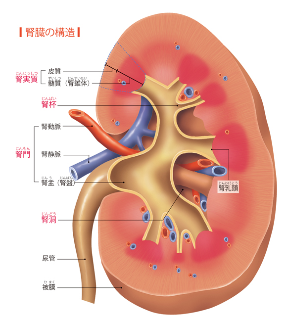 図解-腎臓の構造