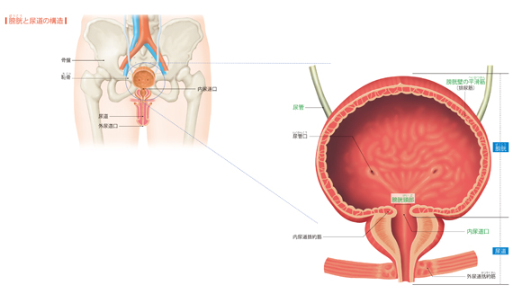 図解-膀胱と尿道の構造