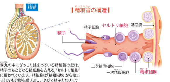 図解-精細管の構造