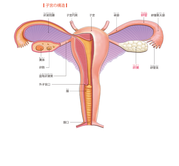 図解-子宮の構造