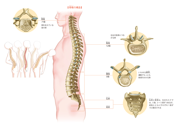背骨のメカニズム からだと病気のしくみ図鑑 Goo辞書