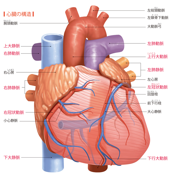 図解-心臓の構造