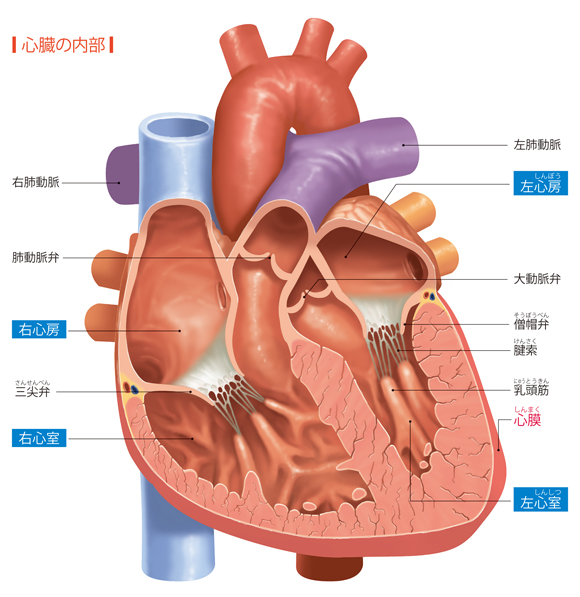 図解-心臓の内部
