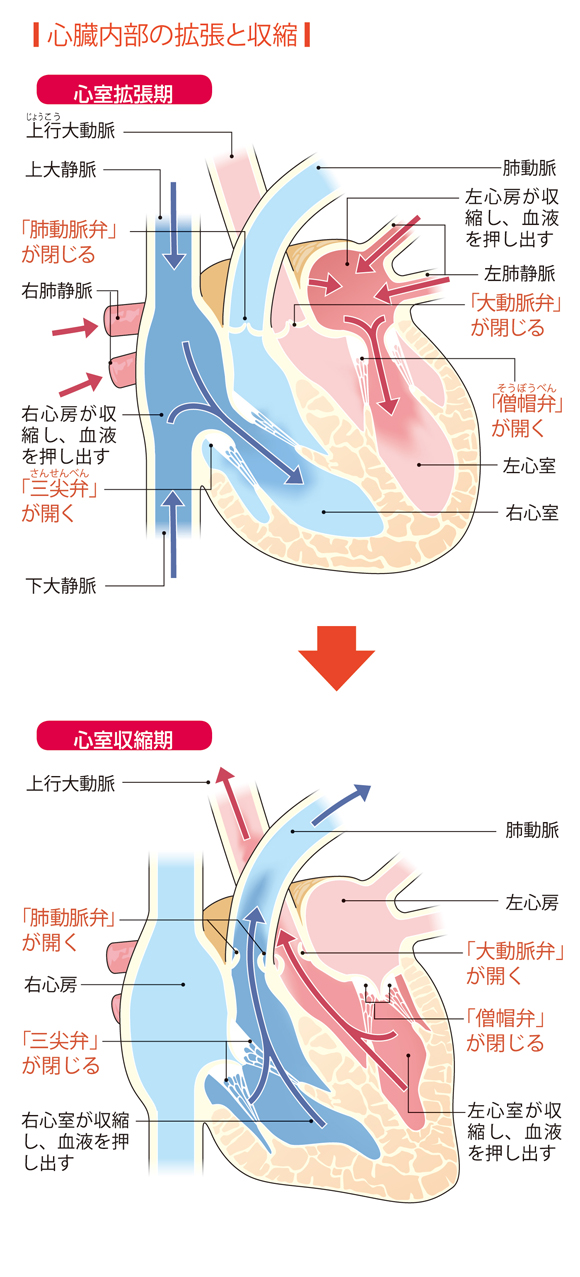 図解-心臓内部の拡張と収縮