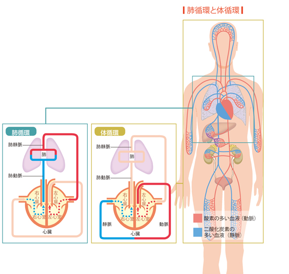 図解-肺循環と体循環