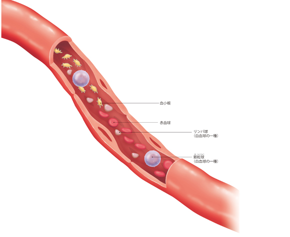 図解-血液の成分（細胞・血漿）と役割