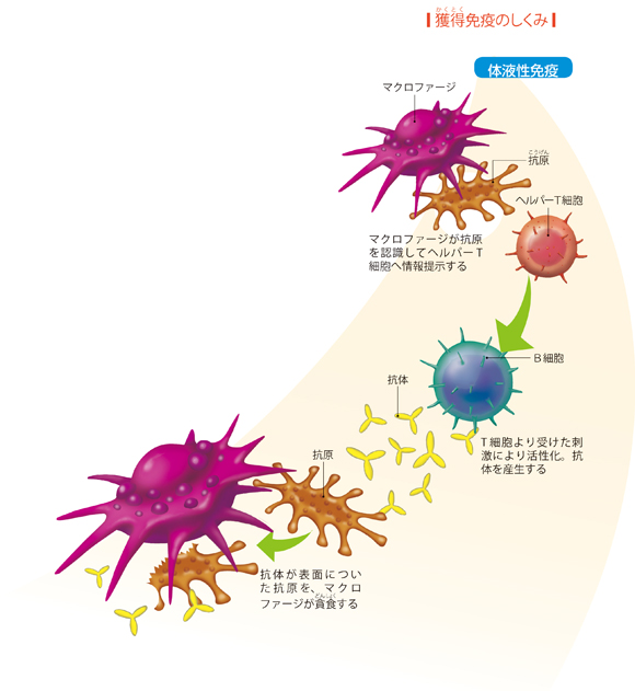 図解-体液性免疫