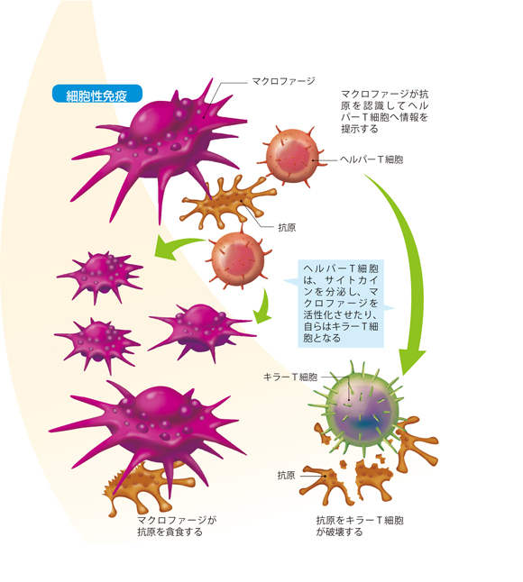 図解-細胞性免疫