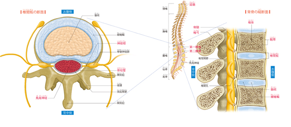 背骨が神経をガードするしかけ からだと病気のしくみ図鑑 Goo辞書