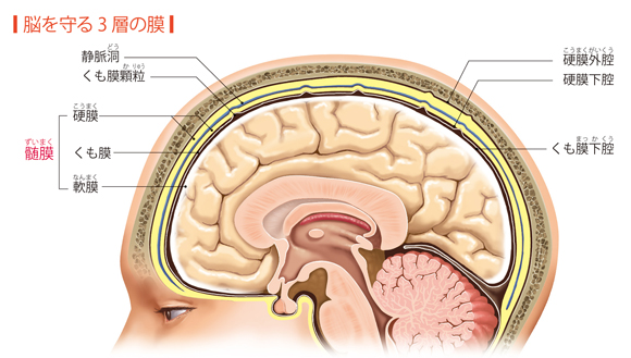 図解-脳を守る3層の膜