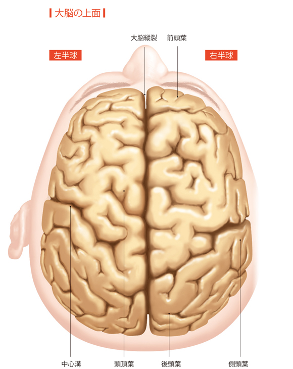 図解-大脳の上面