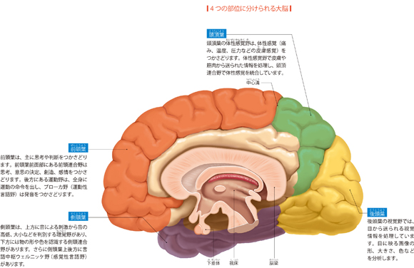 図解-4つの部位に分けられる大脳