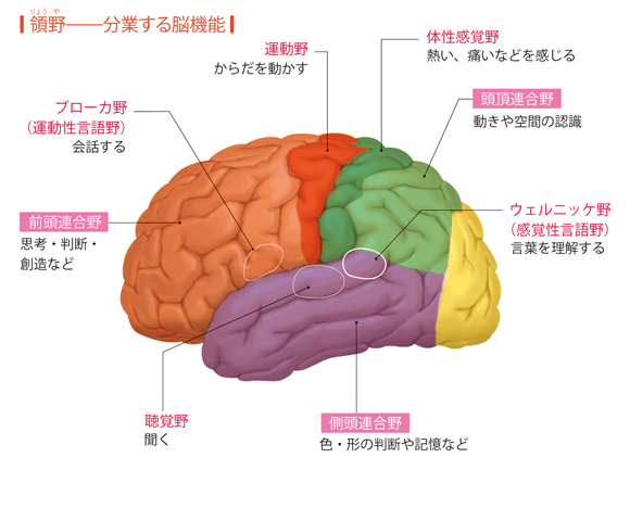 大脳皮質の構造と活動 からだと病気のしくみ図鑑 Goo辞書
