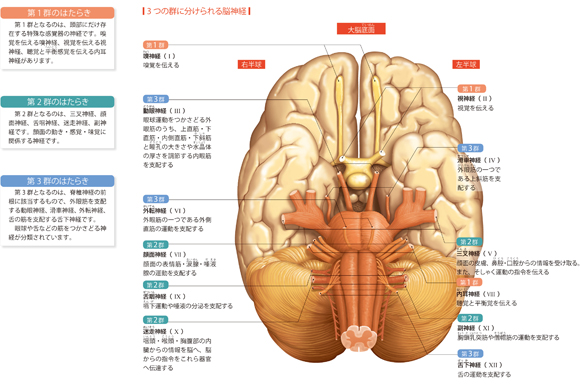 脳神経 は3つに分類される からだと病気のしくみ図鑑 Goo辞書