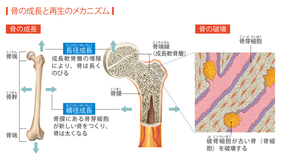 血液を生み出す骨の作用 からだと病気のしくみ図鑑 Goo辞書