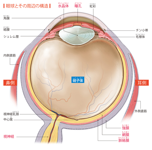 図解-眼球とその周辺の構造