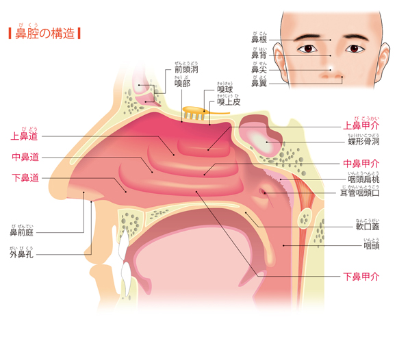 図解-鼻腔の構造