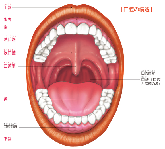 図解-口腔の構造
