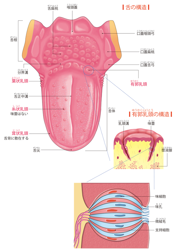 図解-舌の構造