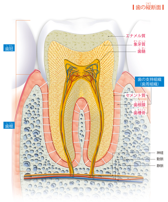 図解-歯の縦断面