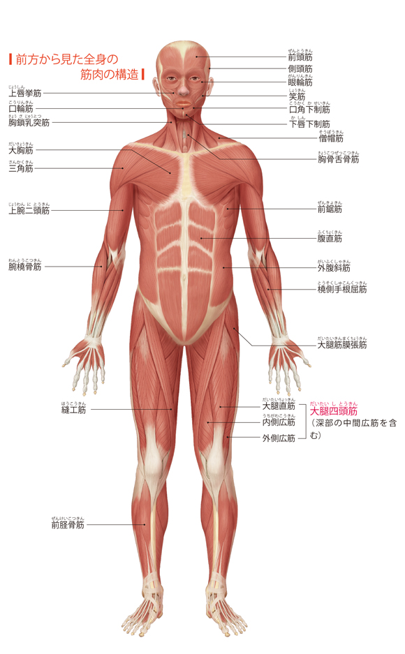 図解-前方から見た全身の筋肉の構造