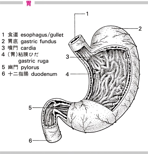 胃腸 カタル