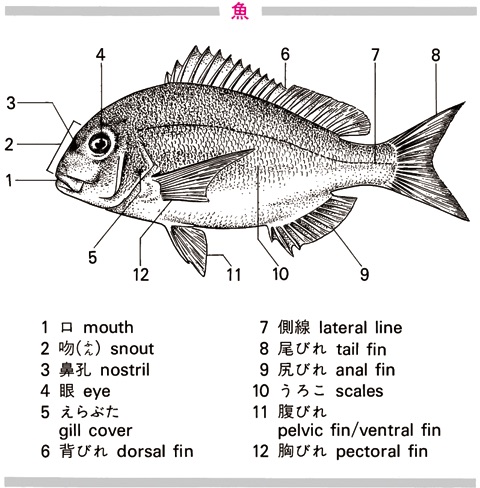 魚を英語で訳す Goo辞書 英和和英