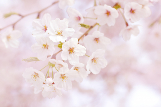 cherry blossom"（桜の花） - goo辞書 話してみよう ジャパニーズライフ